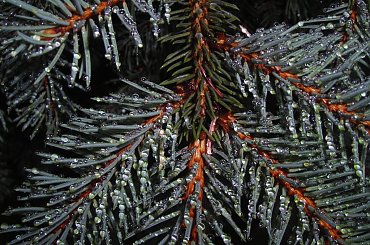 #choinka #deszcz #krople