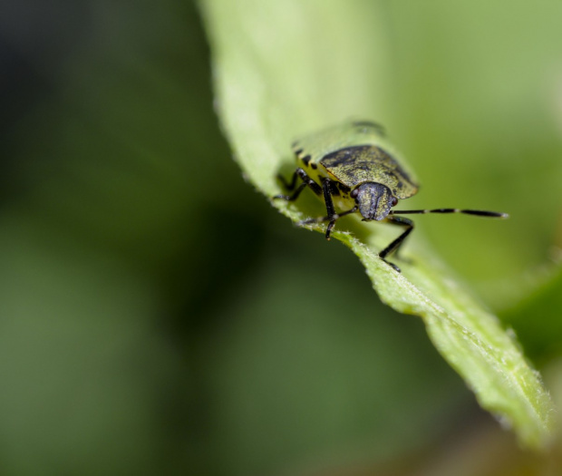 owad malenki i bardzo ladny:) #owady #macro