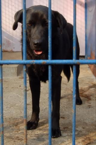 Sunia w typie labradora nr 2826 #psy