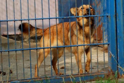 suczka średniej wielkości, wygladem przypomina liska nr 2810 #psy