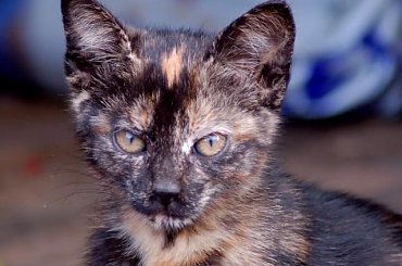 #kociaczki #koteczki #koty