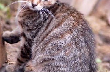 #kociaczki #koteczki #koty