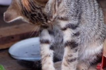 #kociaczki #koteczki #koty