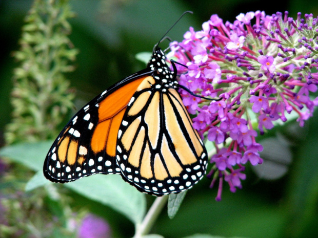 WEDRUJACY MONARCHA - Monarch (Danaus plexippus) #motyle