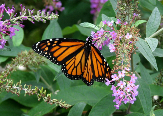 WEDRUJACY MONARCHA - Monarch (Danaus plexippus) #motyle