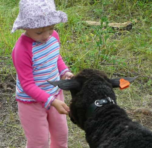 2.07.2008 Ok. Helisinek - wyspa z owcami, karmię owieczkę. #dziecko