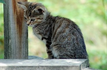 #kociaczki #koteczki #koty