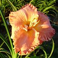 Hemerocallis 'Spacecoast Starburst'