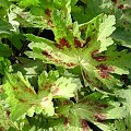 Geranium phaeum 'Springtime'