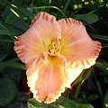 Hemerocallis 'Spacecoast Starburst'