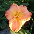 Hemerocallis 'Spacecoast Starburst'