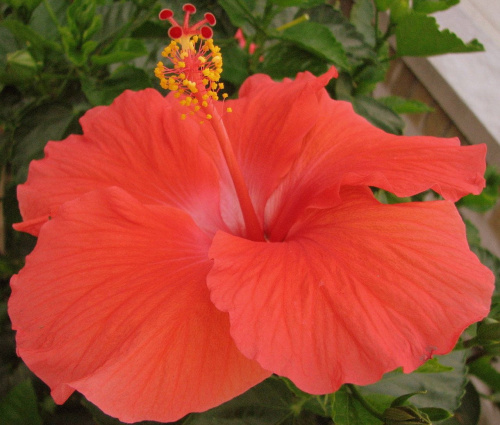 Róża chińska, czyli ketmia róża chińska (Hibiskus rosa-sinensis) #roze