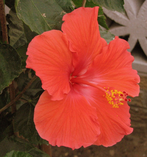 Róża chińska, czyli ketmia róża chińska (Hibiskus rosa-sinensis) #roze