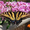 Paź królowej (Papilio machaon) #motyle