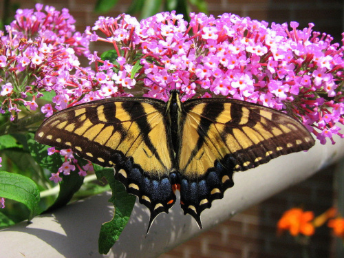 Paź królowej (Papilio machaon) #motyle