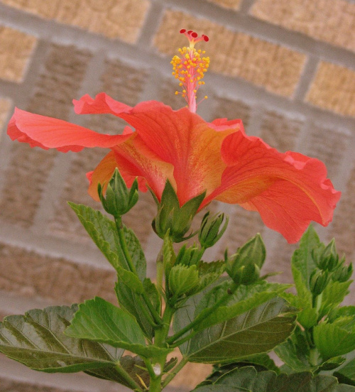 Róża chińska, czyli ketmia róża chińska (Hibiskus rosa-sinensis) #roze