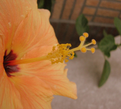 Róża chińska, czyli ketmia róża chińska (Hibiskus rosa-sinensis) #roze