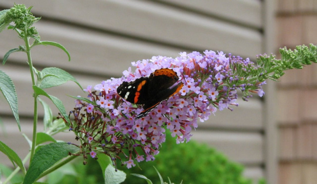 Indian red admiral (Vanessa vulcania) #motyle