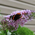 Indian red admiral (Vanessa vulcania) #motyle