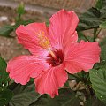 Róża chińska, czyli ketmia róża chińska (Hibiskus rosa-sinensis) #roze