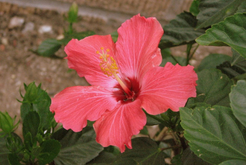 Róża chińska, czyli ketmia róża chińska (Hibiskus rosa-sinensis) #roze