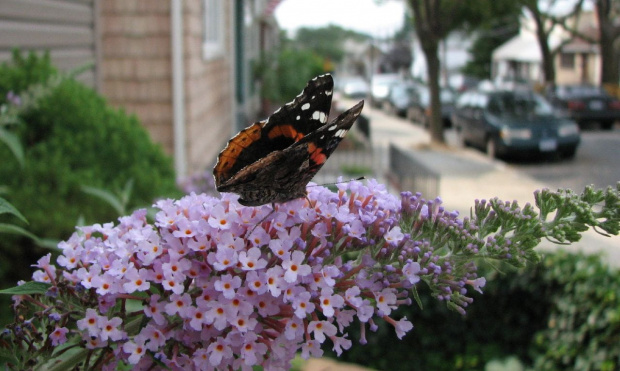 Indian red admiral (Vanessa vulcania) #motyle