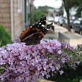 Indian red admiral (Vanessa vulcania) #motyle