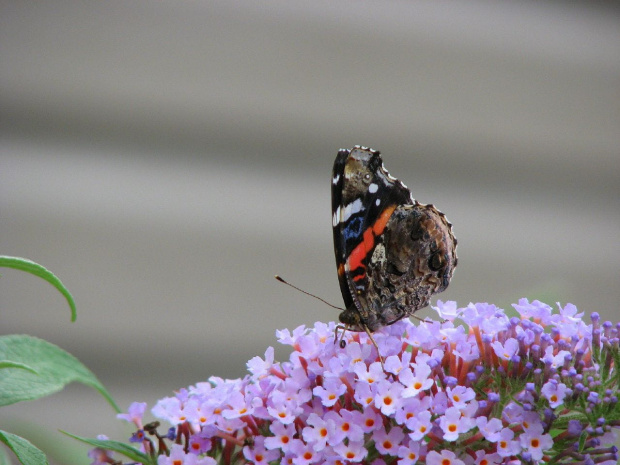 Indian red admiral (Vanessa vulcania) #motyle