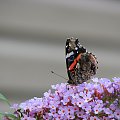 Indian red admiral (Vanessa vulcania) #motyle