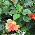 Róża chińska, czyli ketmia róża chińska (Hibiskus rosa-sinensis) #roze