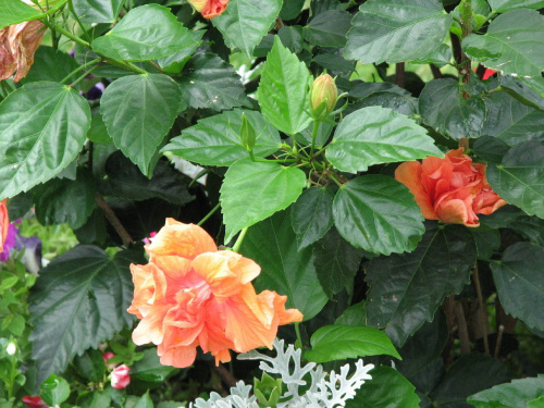 Róża chińska, czyli ketmia róża chińska (Hibiskus rosa-sinensis) #roze