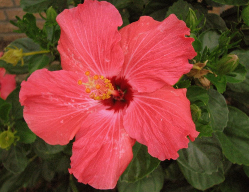 Róża chińska, czyli ketmia róża chińska (Hibiskus rosa-sinensis) #roze