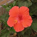 Róża chińska, czyli ketmia róża chińska (Hibiskus rosa-sinensis) #roze