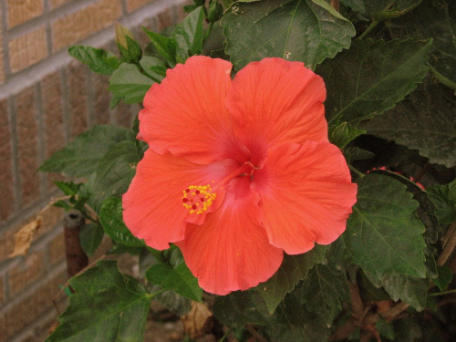 Róża chińska, czyli ketmia róża chińska (Hibiskus rosa-sinensis) #roze