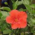 Róża chińska, czyli ketmia róża chińska (Hibiskus rosa-sinensis) #roze