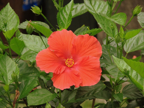 Róża chińska, czyli ketmia róża chińska (Hibiskus rosa-sinensis) #roze