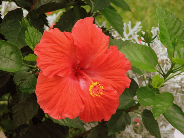 Róża chińska, czyli ketmia róża chińska (Hibiskus rosa-sinensis) #roze