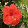 Róża chińska, czyli ketmia róża chińska (Hibiskus rosa-sinensis) #roze