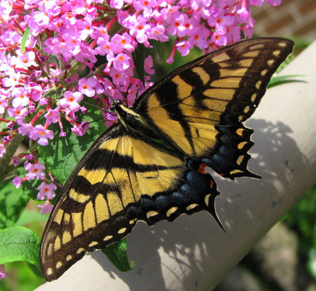 Paź królowej (Papilio machaon) #motyle