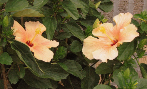 Róża chińska, czyli ketmia róża chińska (Hibiskus rosa-sinensis) #roze