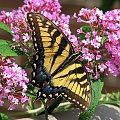 Paź królowej (Papilio machaon) #motyle