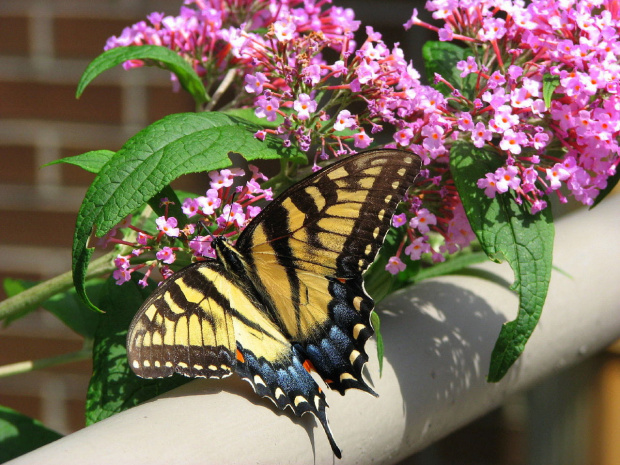 Paź królowej (Papilio machaon) #motyle