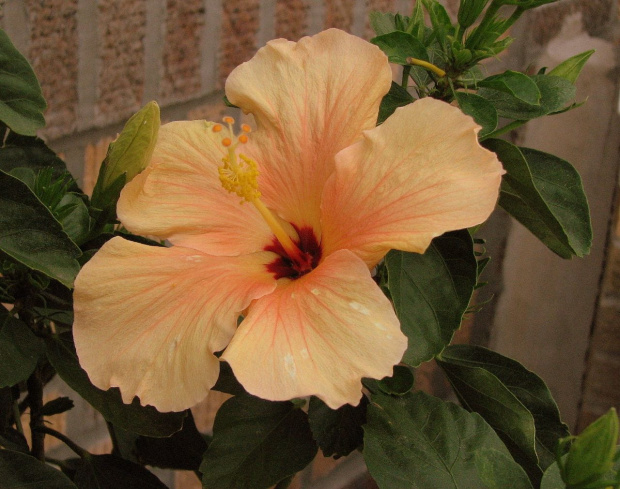 Róża chińska, czyli ketmia róża chińska (Hibiskus rosa-sinensis) #roze