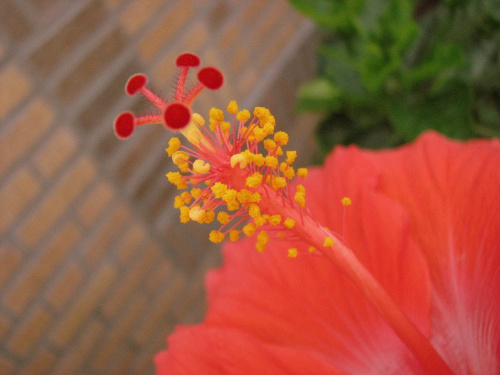 Róża chińska, czyli ketmia róża chińska (Hibiskus rosa-sinensis) #roze