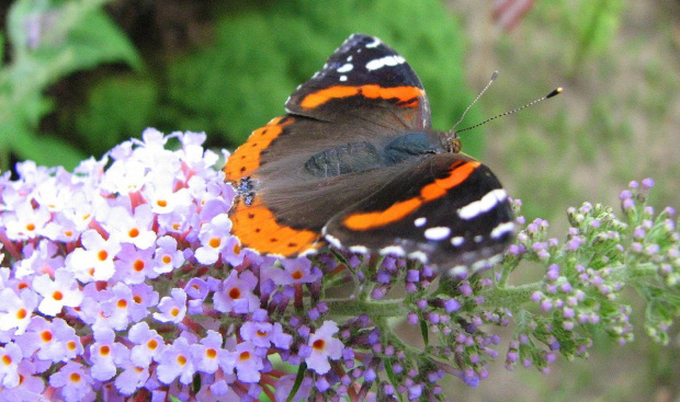 Indian red admiral (Vanessa vulcania) #motyle