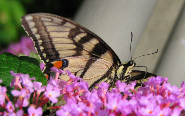 Paź królowej (Papilio machaon) #motyle