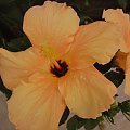 Róża chińska, czyli ketmia róża chińska (Hibiskus rosa-sinensis) #roze