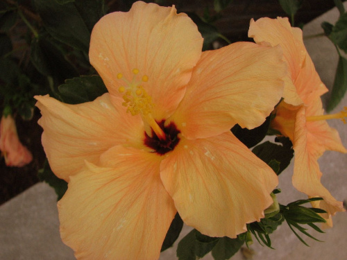 Róża chińska, czyli ketmia róża chińska (Hibiskus rosa-sinensis) #roze