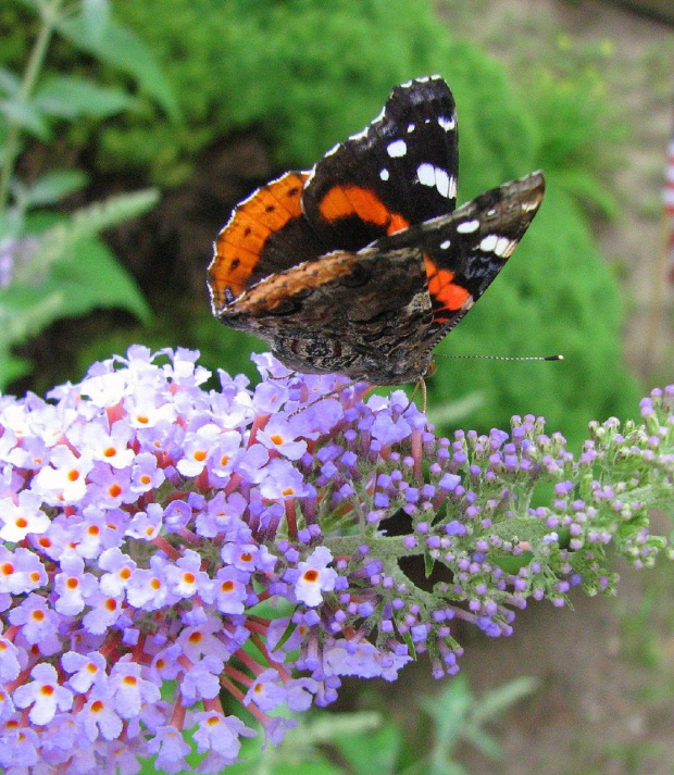 Indian red admiral (Vanessa vulcania) #motyle