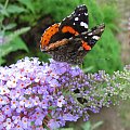 Indian red admiral (Vanessa vulcania) #motyle